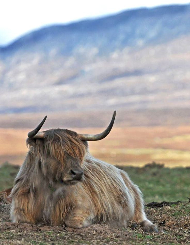Haggis Gin Comes to Scotland!